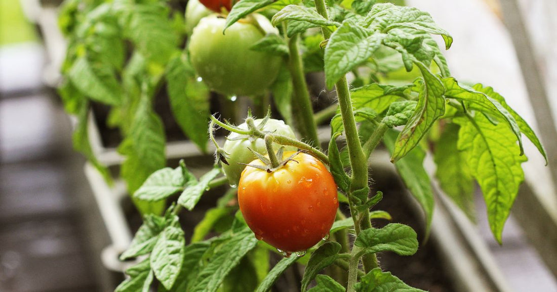 【作って食べるSDGs】自宅で緑の革命！簡単エコ野菜作り