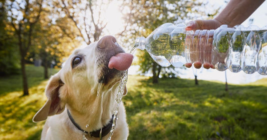 ペットボトルは水筒の代わりになる？知っておきたいリスクと対策