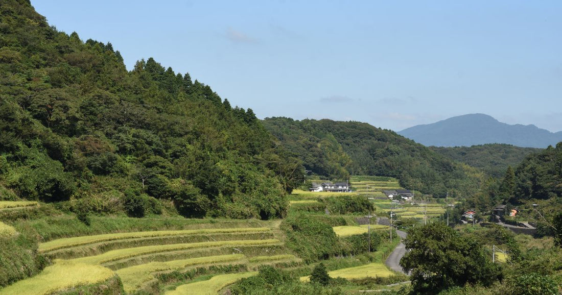 段々畑と山