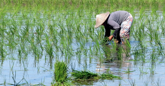 食料問題の未来とは？温暖化や人口問題で危惧される食の問題